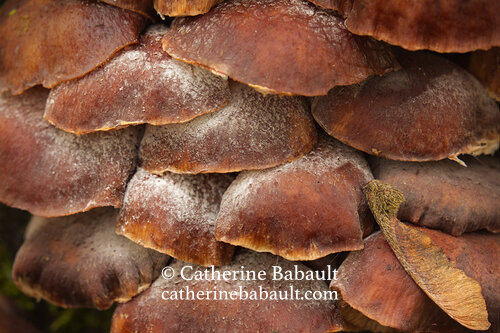 Cluster of mushrooms and seed pod