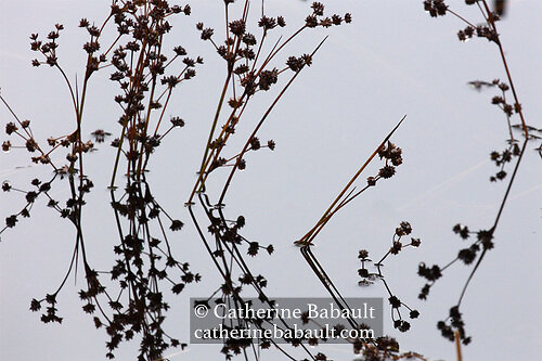 Reflection of dry grass in water