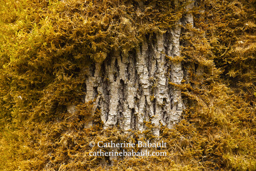 Tree wrapped in yellow moss