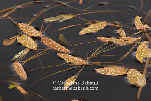 A downpour left raindrops on leaves floating in a pond
