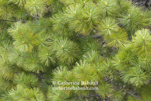 Repetition of a pattern of branches with pine needles © Catherine Babault