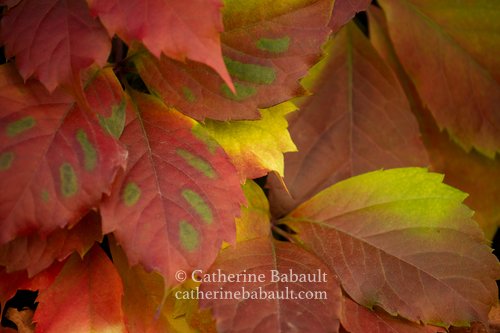 close-up of leaves with red, yellow and green patterns, during the autumn on Vancouver Island, British Columbia, Canada, rights-managed, stock images, © Catherine Babault