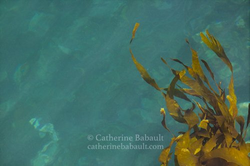kelp floating at high tide off the coast of Vancouver Island, British Columbia, Canada, rights-managed, stock images, © Catherine Babault
