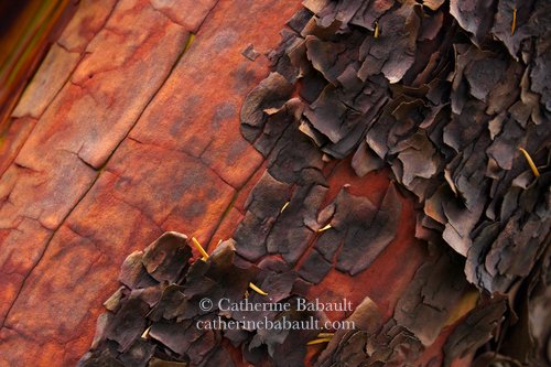 close-up of the bark of an arbutus tree, Arbutus menziesii, on Vancouver Island, British Columbia, Canada, rights-managed, stock images, © Catherine Babault