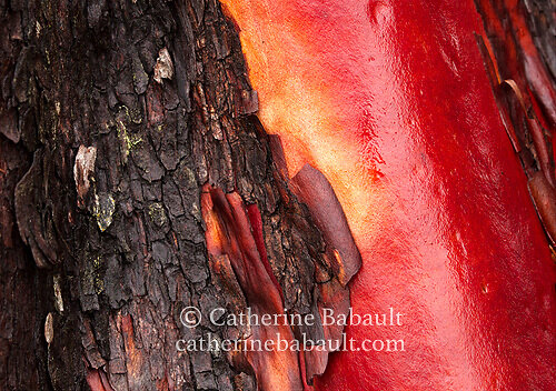 Arbutus tree bark looking red