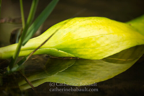 Close-up of a skunk cabbage, Symplocarpus foetidus