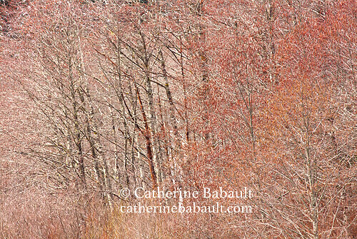 Alder tree in full bloom on Vancouver Island