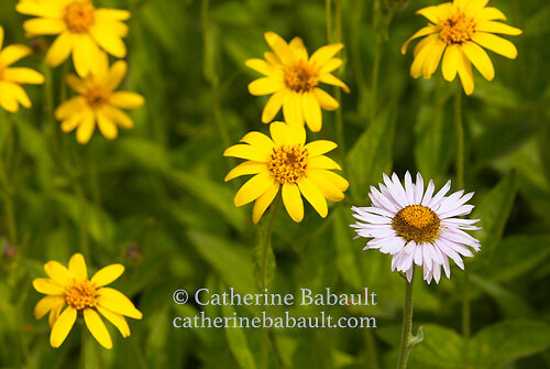 close-up of daisies in the alpine meadows on Vancouver Island, in British Columbia.